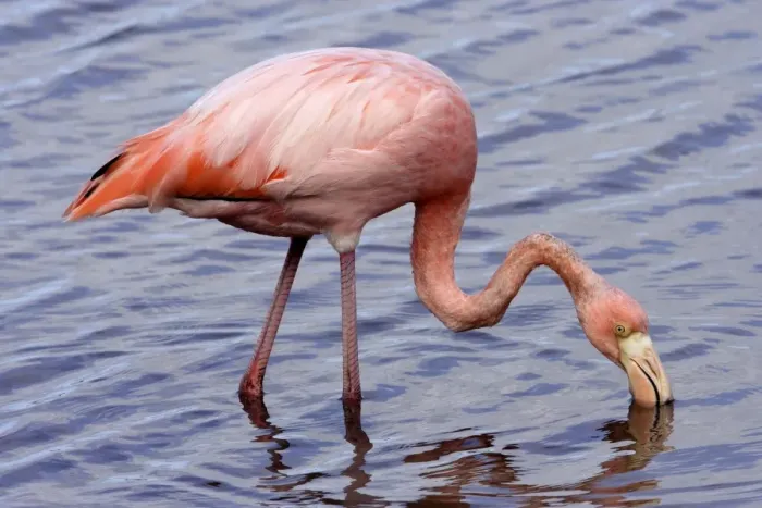 Framed Print : Greater Flamingo. Floreana Island. galapagos Islands Framed Print : Greater Flamingo. Floreana Island. galapagos Islands