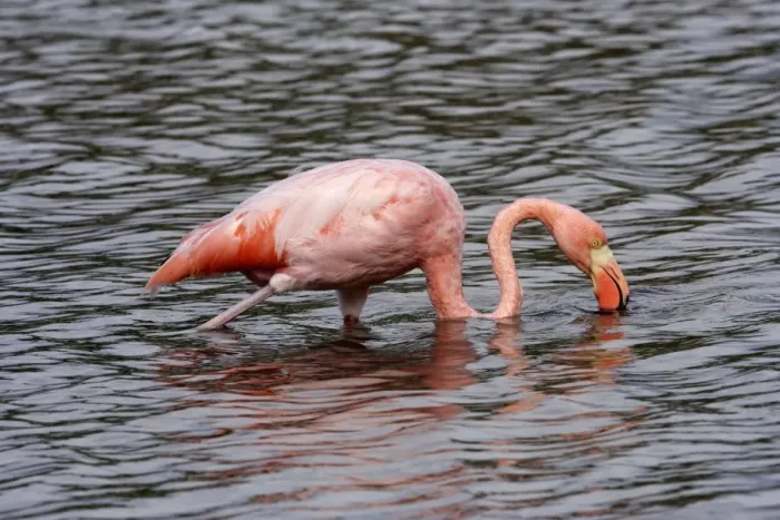 Framed Print : Greater Flamingo. Floreana Island. galapagos Islands Framed Print : Greater Flamingo. Floreana Island. galapagos Islands