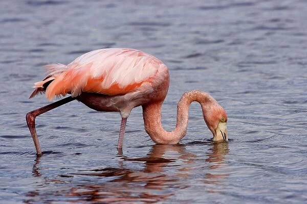 Greater Flamingo. Floreana Island. galapagos Islands