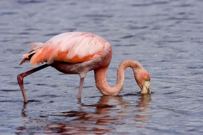 Framed Print : Greater Flamingo. Floreana Island. galapagos Islands Framed Print : Greater Flamingo. Floreana Island. galapagos Islands
