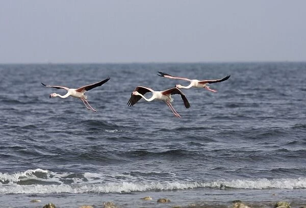 Greater Flamingo - flying along the tide edge on the Mediterainian Sea, March. Spain