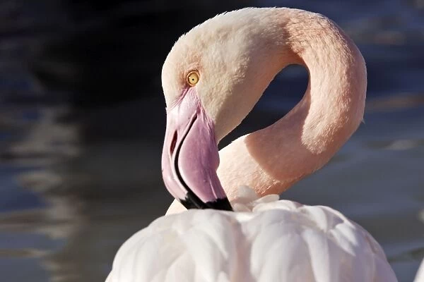 Greater Flamingo - grooming - Parc Ornithologique du Pont de Gau - Saintes Maries de la mer - Camargue - Bouches du Rhone - France