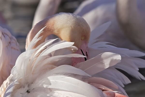 Greater Flamingo - grooming - Parc Ornithologique du Pont de Gau - Saintes Maries de la mer - Camargue - Bouches du Rhone - France