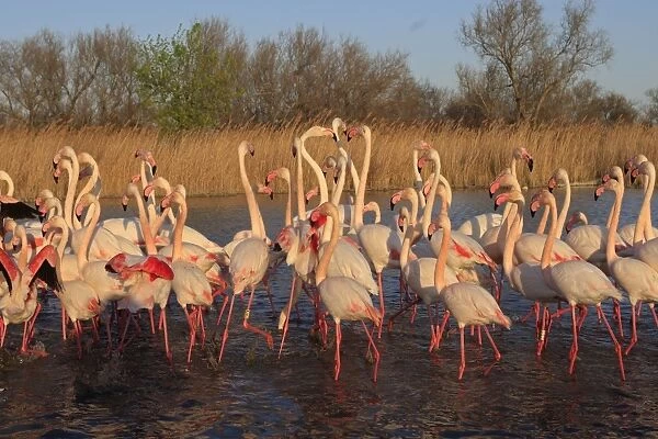 Greater Flamingo - group  /  flock in water. Pont-de-Gau ornithological park - Saintes Maries de la Mer - Camargue - Bouches du Rhone - France