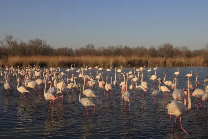 Framed Print : Greater Flamingo - group / flock in water. Pont-de-Gau ornithological park - Saintes Maries de la Mer - Camargue - Bouches du Rhone - France Framed Print : Greater Flamingo - group / flock in water. Pont-de-Gau ornithological park - Saintes Maries de la Mer - Camargue - Bouches du Rhone - France