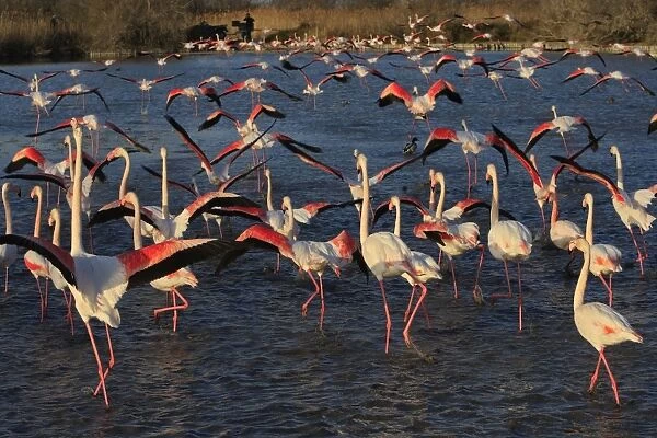 Greater Flamingo - group  /  flock in water. Pont-de-Gau ornithological park - Saintes Maries de la Mer - Camargue - Bouches du Rhone - France
