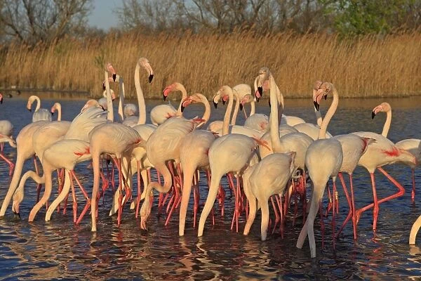 Greater Flamingo - group  /  flock in water feeding. Pont-de-Gau ornithological park - Saintes Maries de la Mer - Camargue - Bouches du Rhone - France