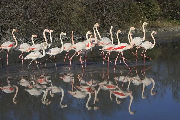 Greater Flamingo - group. Pont-de-Gau ornithological park - Saintes Maries de la Mer - Camargue - Bouches du Rhone - France