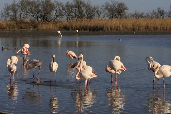 Greater Flamingo - group. Pont-de-Gau ornithological park - Saintes Maries de la Mer - Camargue - Bouches du Rhone - France