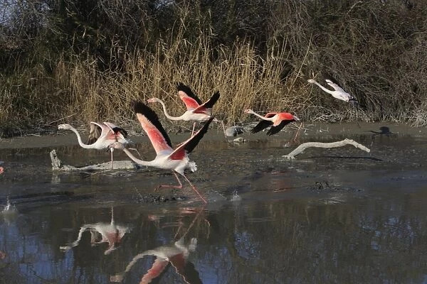 Greater Flamingo - group takign off. Pont-de-Gau ornithological park - Saintes Maries de la Mer - Camargue - Bouches du Rhone - France