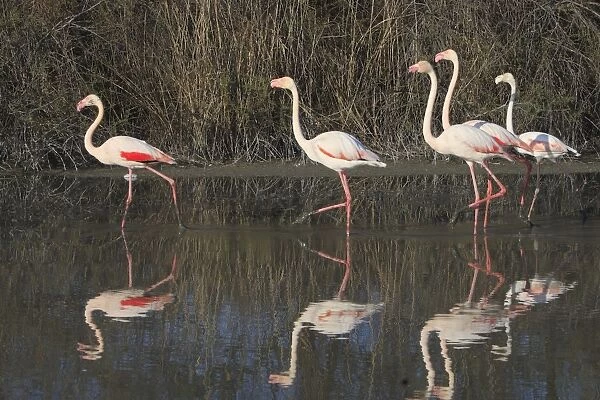 Greater Flamingo - group walking through water. Pont-de-Gau ornithological park - Saintes Maries de la Mer - Camargue - Bouches du Rhone - France