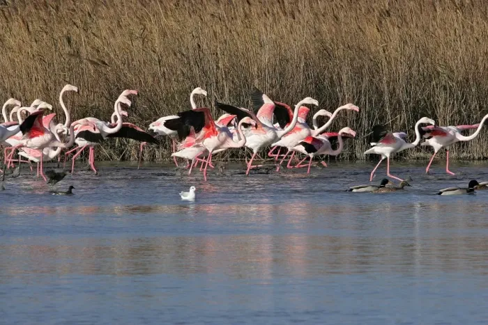 Framed Print : Greater Flamingo - group in water. El Rocio - Coto Donana National Park - Spain Framed Print : Greater Flamingo - group in water. El Rocio - Coto Donana National Park - Spain