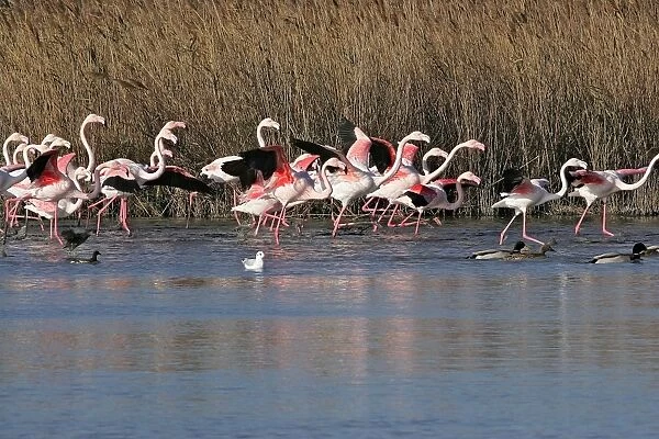 Greater Flamingo - group in water. El Rocio - Coto Donana National Park - Spain