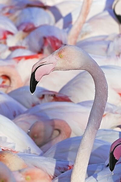 Greater Flamingo - head. Saintes Maries de la Mer - Carmague - France