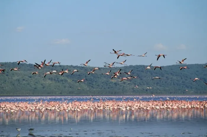 Framed Print : Greater Flamingo Kenya, Africa Framed Print : Greater Flamingo Kenya, Africa