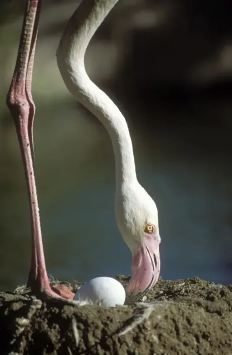 Framed Print : Greater Flamingo At nest Framed Print : Greater Flamingo At nest