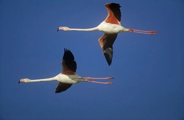 Greater Flamingo - pair in flight     