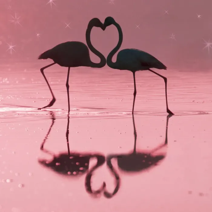 Framed Print : Greater Flamingo - Pair kissing - evening at the Laguna de Fuente de Piedra near the town of Antequera, Andalucia, province of Malaga Spain MANIPULATED IMAGE - Birds moved, colour of background changed and stars added Framed Print : Greater Flamingo - Pair kissing - evening at the Laguna de Fuente de Piedra near the town of Antequera, Andalucia, province of Malaga Spain MANIPULATED IMAGE - Birds moved, colour of background changed and stars added