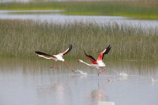 Greater Flamingo - pair taking flight from lagoon - Southern Spain