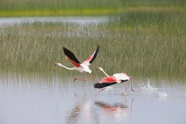 Greater Flamingo - pair taking flight from lagoon - Southern Spain