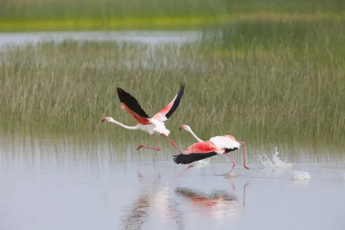 Framed Print : Greater Flamingo - pair taking flight from lagoon - Southern Spain Framed Print : Greater Flamingo - pair taking flight from lagoon - Southern Spain