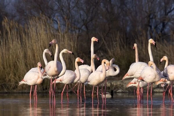 Greater Flamingo - Parc Ornithologique  de Pont de Gau - France