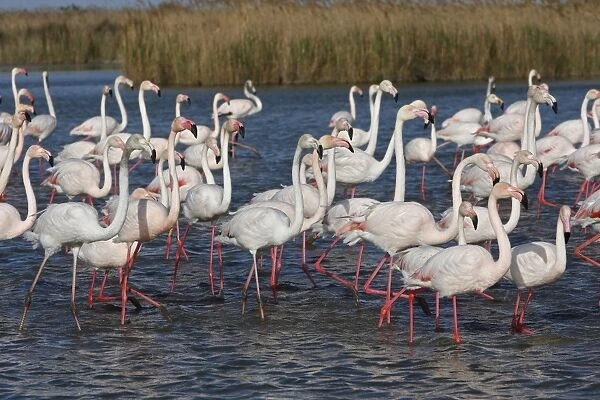 Greater Flamingo. Pont de Gau Park - Saintes Maries de la Mer - France
