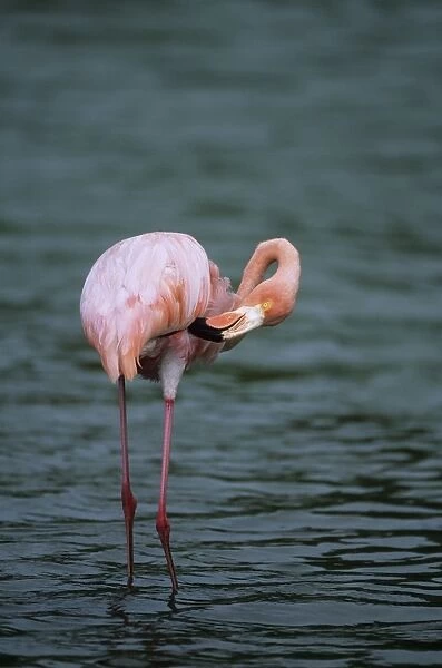 Greater Flamingo - Preening - Rabida island, Galapagos BI008592