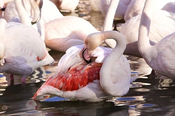 Greater Flamingo - preening. Saintes Maries de la Mer - Carmague - France