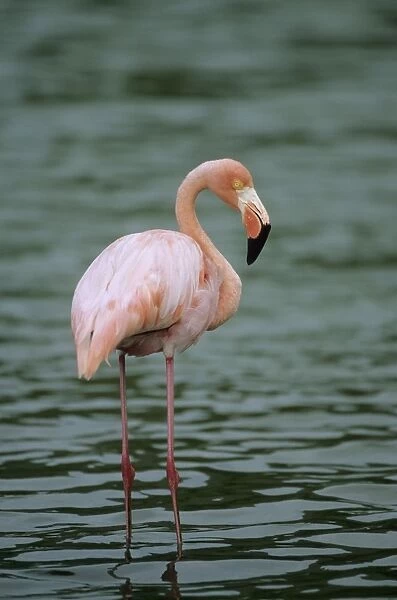 Greater Flamingo - Rabida island, Galapagos BI002212