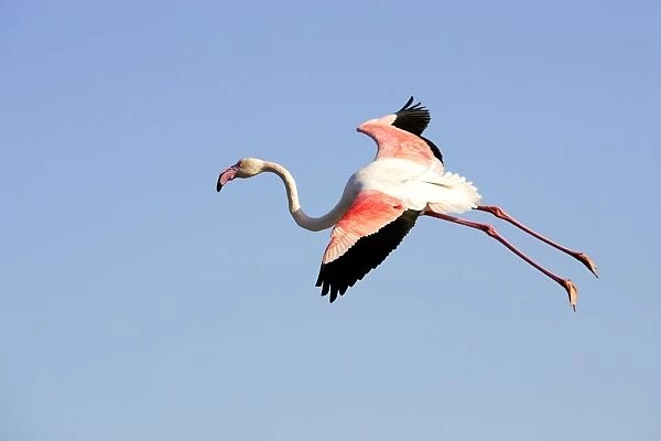 Greater Flamingo. Saintes maries de la mer - Carmargue - France