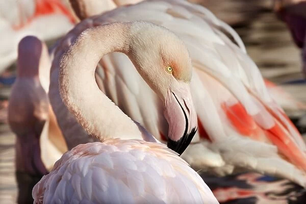 Greater Flamingo. Saintes Maries de la Mer - Camargue - France