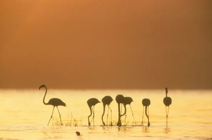 Framed Print : Greater Flamingo Silhouette of seven birds in fresh water for a drink. Lake Baringo, Kenya. Africa Framed Print : Greater Flamingo Silhouette of seven birds in fresh water for a drink. Lake Baringo, Kenya. Africa