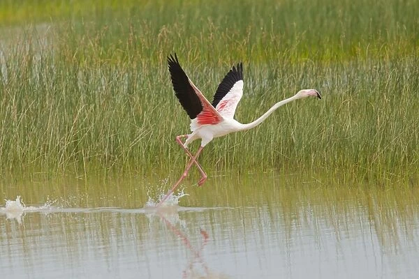 Greater Flamingo - single adult taking flight from lagoon - Southern Spain