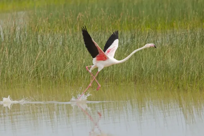 Framed Print : Greater Flamingo - single adult taking flight from lagoon - Southern Spain Framed Print : Greater Flamingo - single adult taking flight from lagoon - Southern Spain