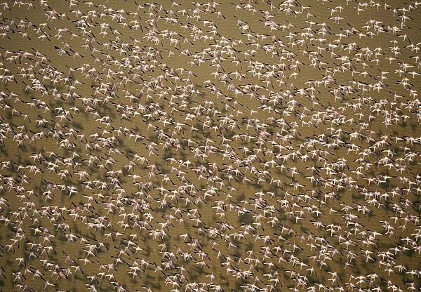 Greater Flamingo Soa Pan, Botswana, Africa