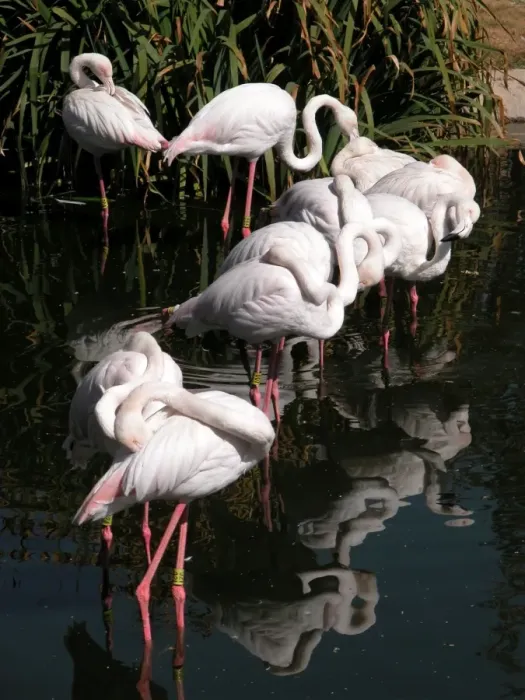 Framed Print : Greater Flamingo South Africa Framed Print : Greater Flamingo South Africa