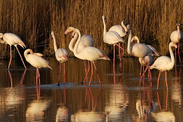 Greater Flamingo - standing in water - Parc Ornithologique du Pont de Gau - Saintes Maries de la mer - Camargue - Bouches du Rhone - France