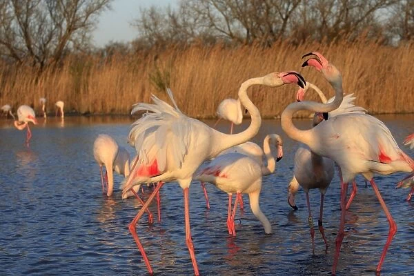 Greater Flamingo - two. Pont-de-Gau ornithological park - Saintes Maries de la Mer - Camargue - Bouches du Rhone - France