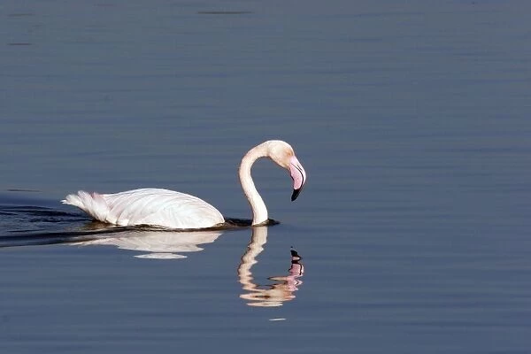Greater Flamingo - in water. El Rocio - Coto Donana National Park - Spain