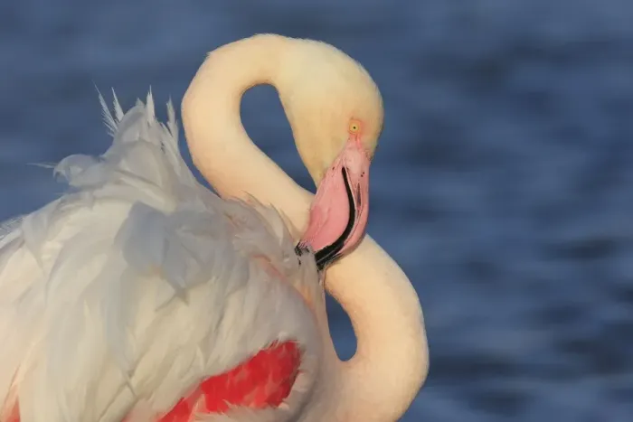 Framed Print : Greater Flamingo - in water grooming. Pont-de-Gau ornithological park - Saintes Maries de la Mer - Camargue - Bouches du Rhone - France Framed Print : Greater Flamingo - in water grooming. Pont-de-Gau ornithological park - Saintes Maries de la Mer - Camargue - Bouches du Rhone - France