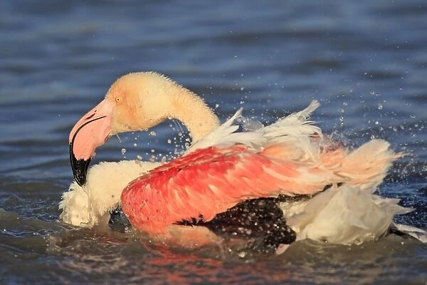 Greater Flamingo - in water grooming. Pont-de-Gau ornithological park - Saintes Maries de la Mer - Camargue - Bouches du Rhone - France