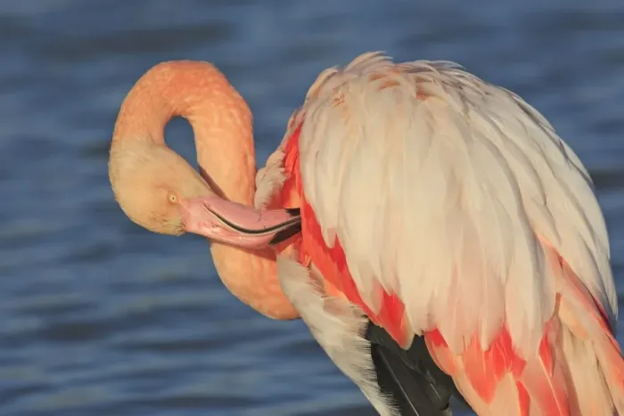Framed Print : Greater Flamingo - in water grooming. Pont-de-Gau ornithological park - Saintes Maries de la Mer - Camargue - Bouches du Rhone - France Framed Print : Greater Flamingo - in water grooming. Pont-de-Gau ornithological park - Saintes Maries de la Mer - Camargue - Bouches du Rhone - France