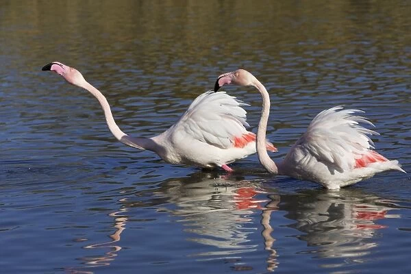 Greater Flamingo - two in water. Saintes Maries de la Mer - Carmague - France