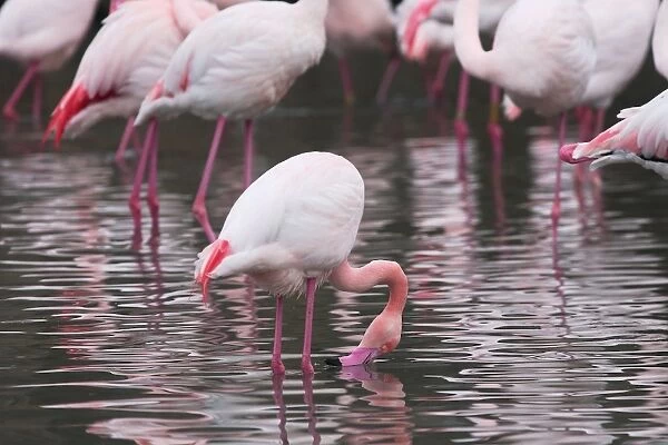 Greater Flamingo - in water. Saintes Maries de la Mer - Camargue