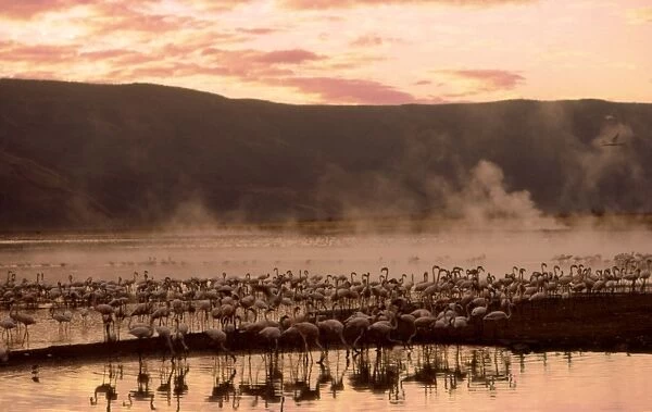 Greater Flamingoes CRH 936 Feeding from the steamy hot spring waters of a rift valley soda lake Lake Bogoria, Kenya Phoenicopterus ruber © Chris Harvey  /  ardea. com