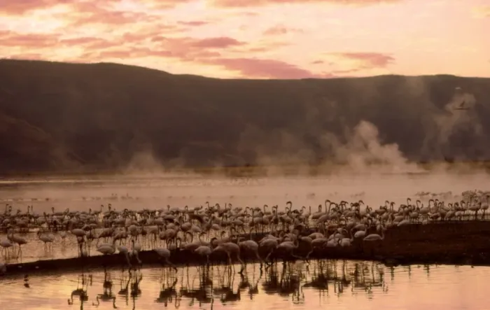 Framed Print : Greater Flamingoes CRH 936 Feeding from the steamy hot spring waters of a rift valley soda lake Lake Bogoria, Kenya Phoenicopterus ruber © Chris Harvey  /  ardea. com