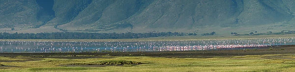 Greater flamingos (Phoenicopterus roseus), Ngorongoro crater, Ngorongoro Conservation Area, Serengeti, Tanzania. Date: 18-02-2019
