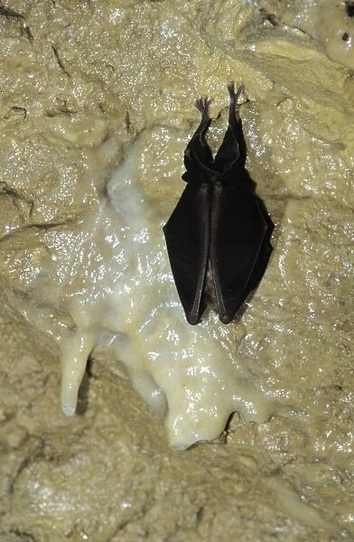Greater Horeshoe Bat - Hibernating, Reclere's cave - December