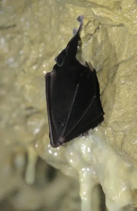 Framed Print : Greater Horeshoe Bat - Hibernating Reclere's cave - December Framed Print : Greater Horeshoe Bat - Hibernating Reclere's cave - December